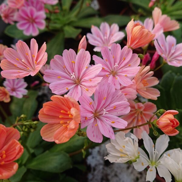 Lewisia x cotyledon ‘Elise mix’ (Lewisia)