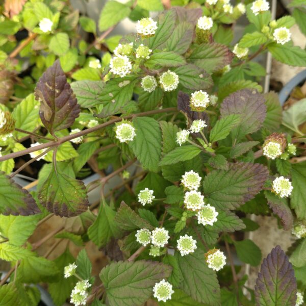 Lippia Dulcis (Aztekisk sødurt)