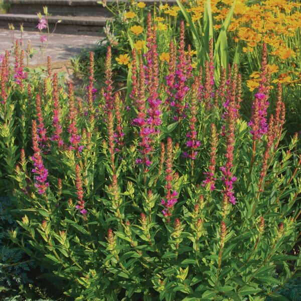 Lytrum salicaria ‘Robert’ (Kattehale)