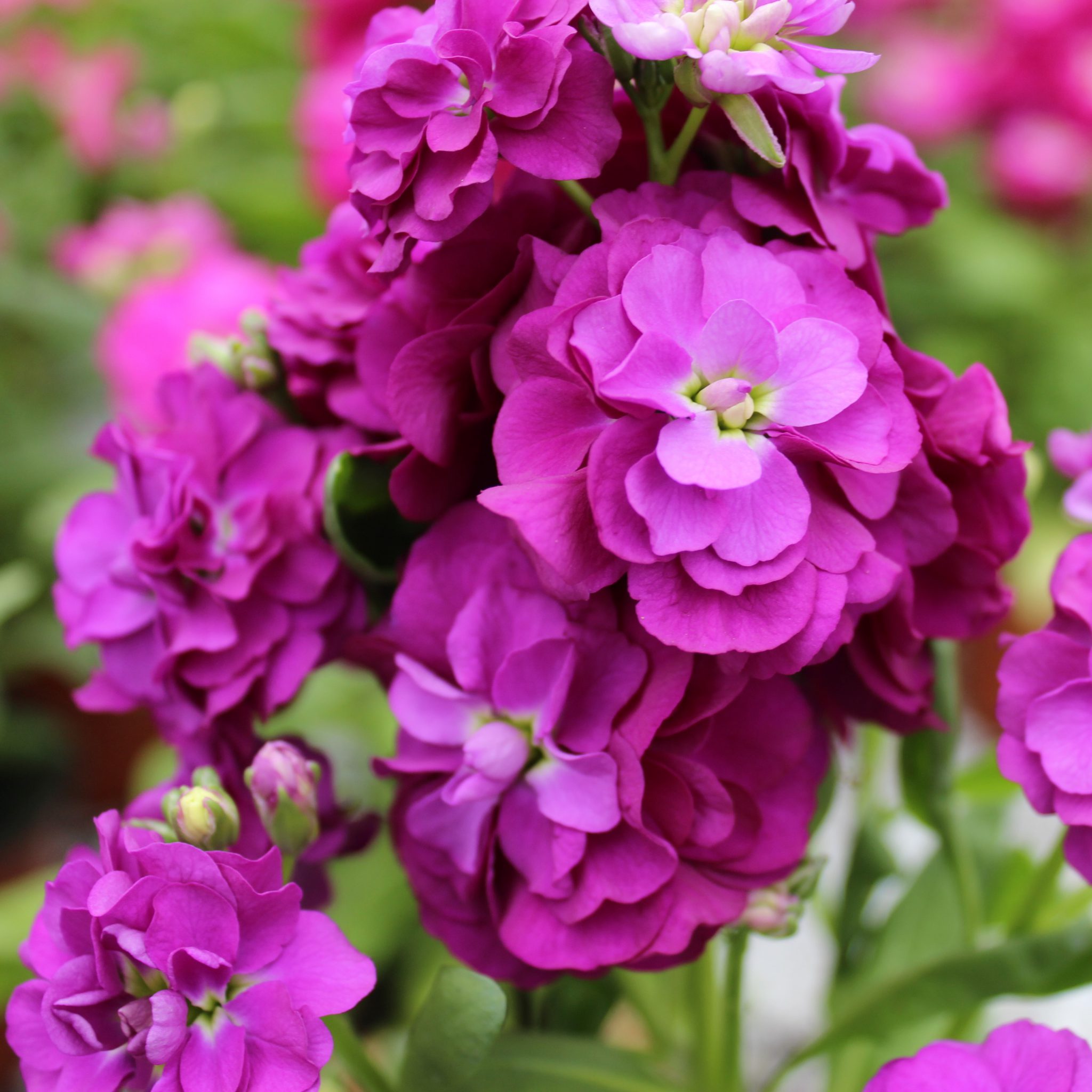 Matthiola incana (Levkøj) - Lundagers Gartneri