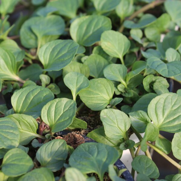 Mentha X piperita f. citrata ‘Eau De Cologne’ Eau De Cologne-mynte)