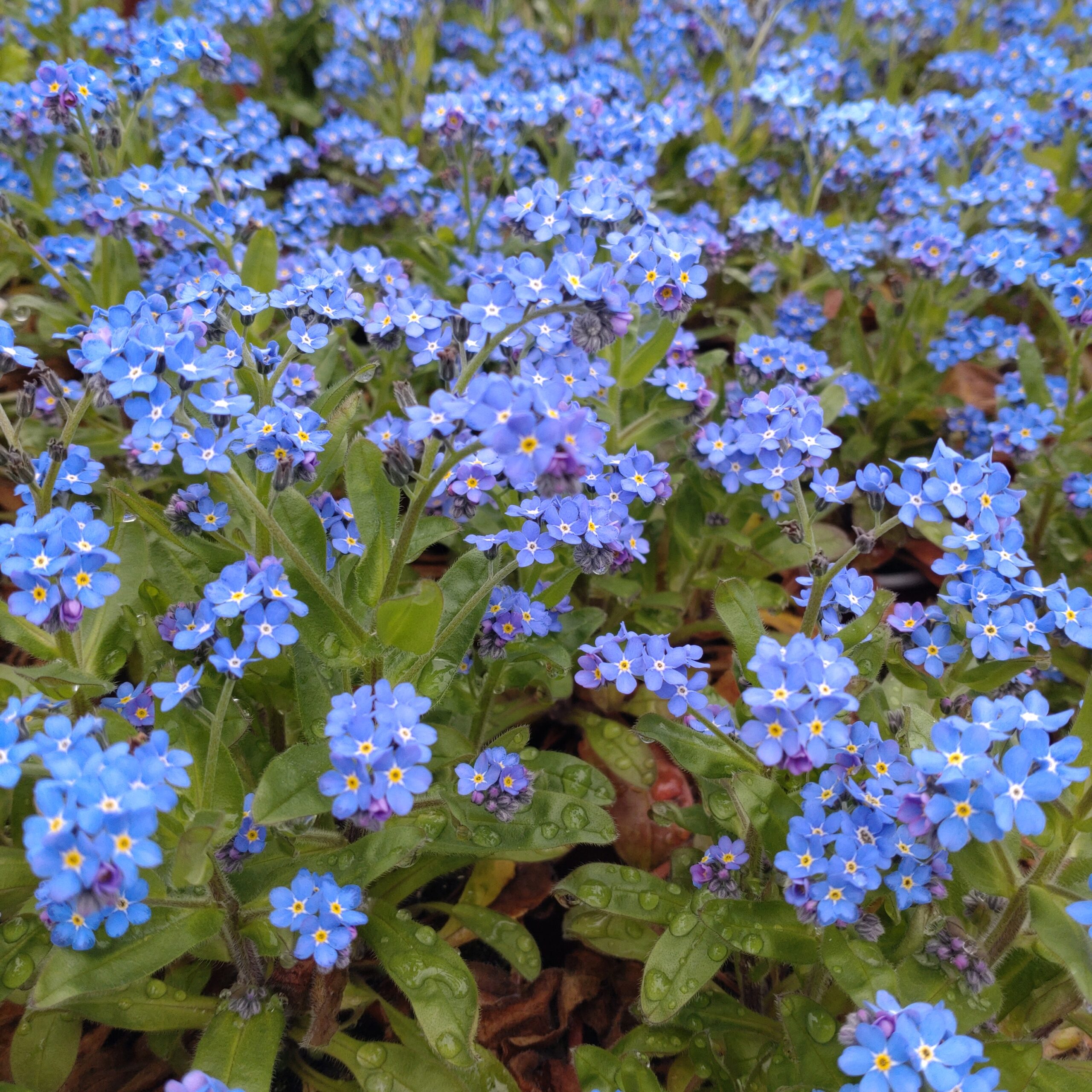 Myosotis sylvatica (Forglemmigej)