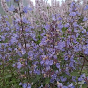 Nepeta faassenii 'Purrsian Blue' (Blåkant)