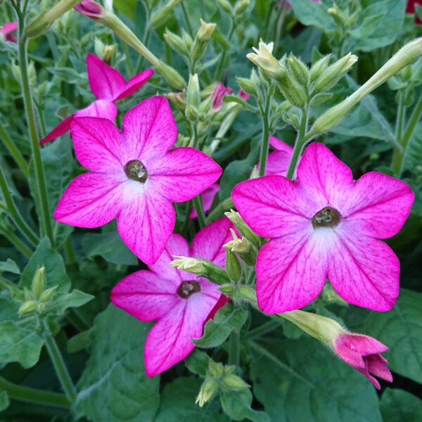 Nicotiana x alata (Tobaksblomst / Prydtobak)