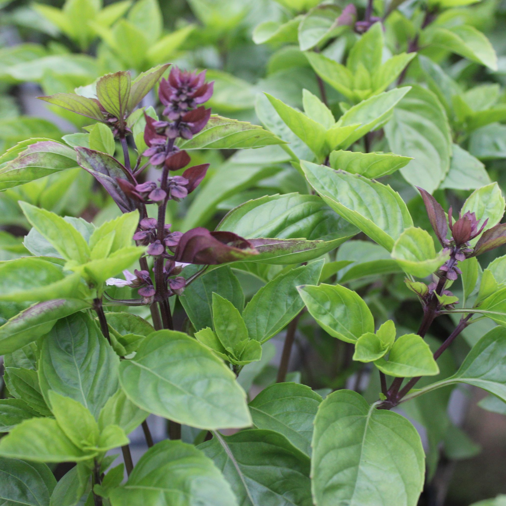 Ocimum herbalea 'Ajaka' (Basilikum) Lundagers Gartneri