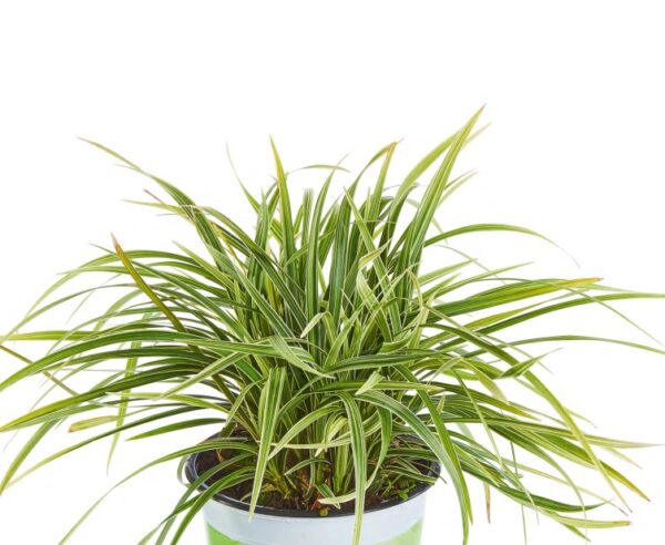 Ophiogon planiscapus 'Albovariegata'