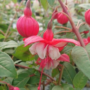 Fuchsia x hybrida (Fuchsia, opret)