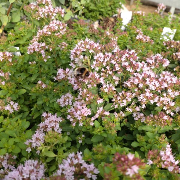 Origanum vulgare 'Compactum' (Kompakt Oregano)