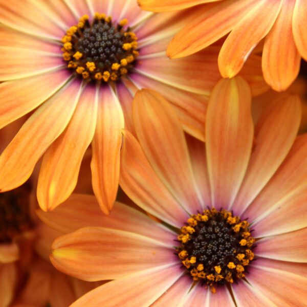 Osteospermum ecklonis (Spansk Marguerit)