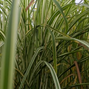 Miscanthus sinensis 'Cabaret' (Elefantgræs)