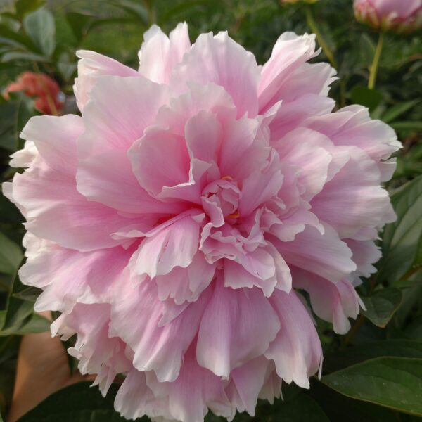 Paeonia lactiflora 'Sarah Bernhardt' (Silkepæon)