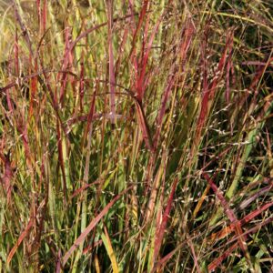 Panicum virgatum ‘Shenandoah’ (Staudehirse)