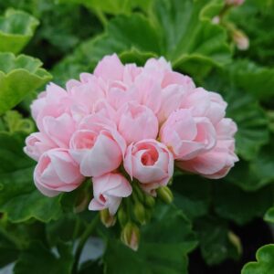 Pelargonium zonale ‘Emma’ (Special Pelargonie)