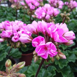 Pelargonium zonale ‘Princesse Linea’ (Special Pelargonie)