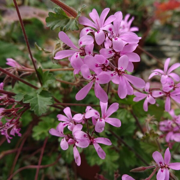 Pelargonie pink pinks