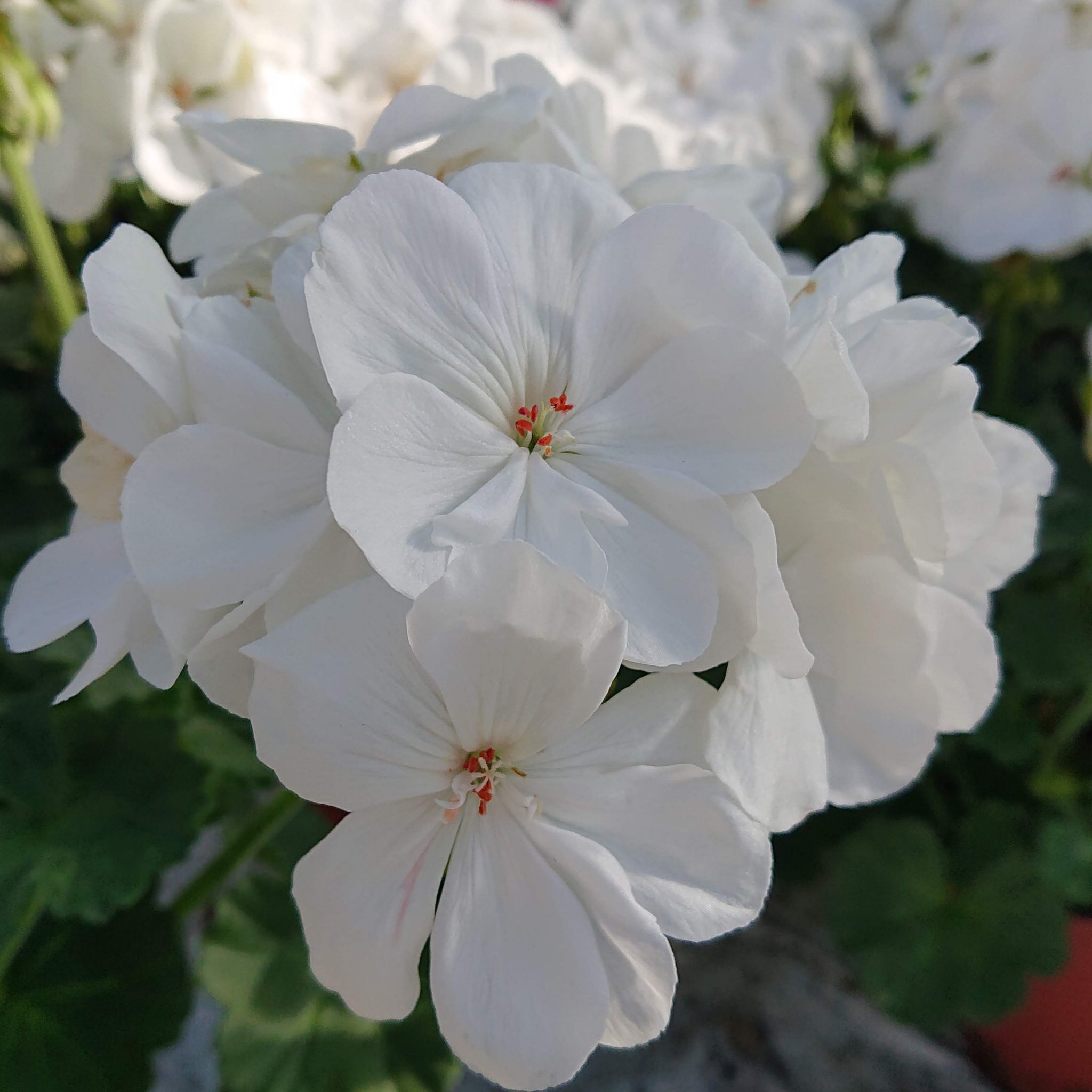 Pelargonium Zonale Alm Pelargonie Lundagers Gartneri