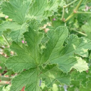 Duftpelargonie Clorinda