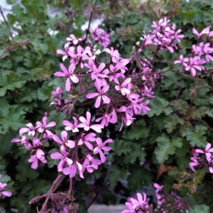 Pelargonium 'Pink Pinks' (Special Pelargonie)