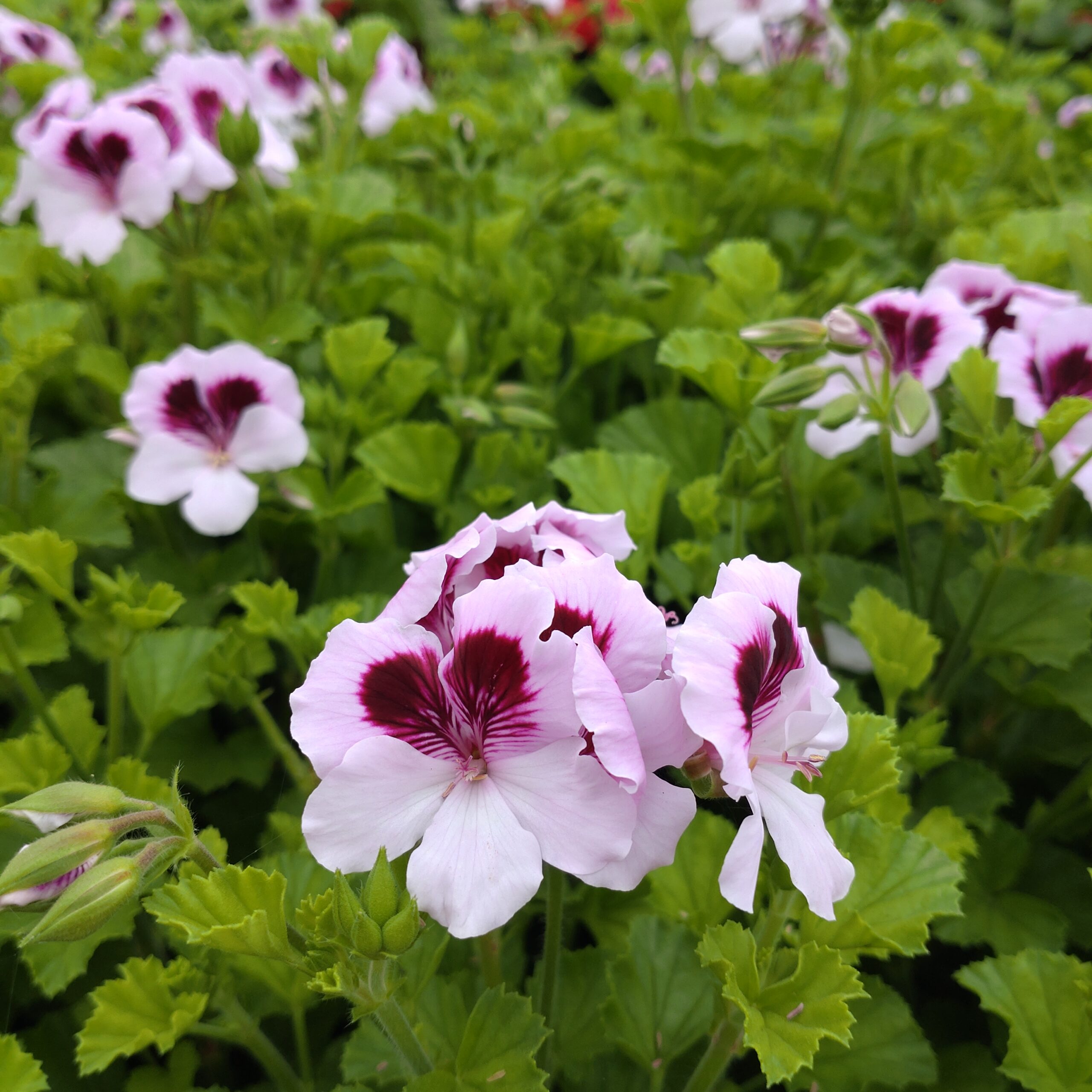 Pelargonium x grandiflorum (Engelsk Pelargonie)