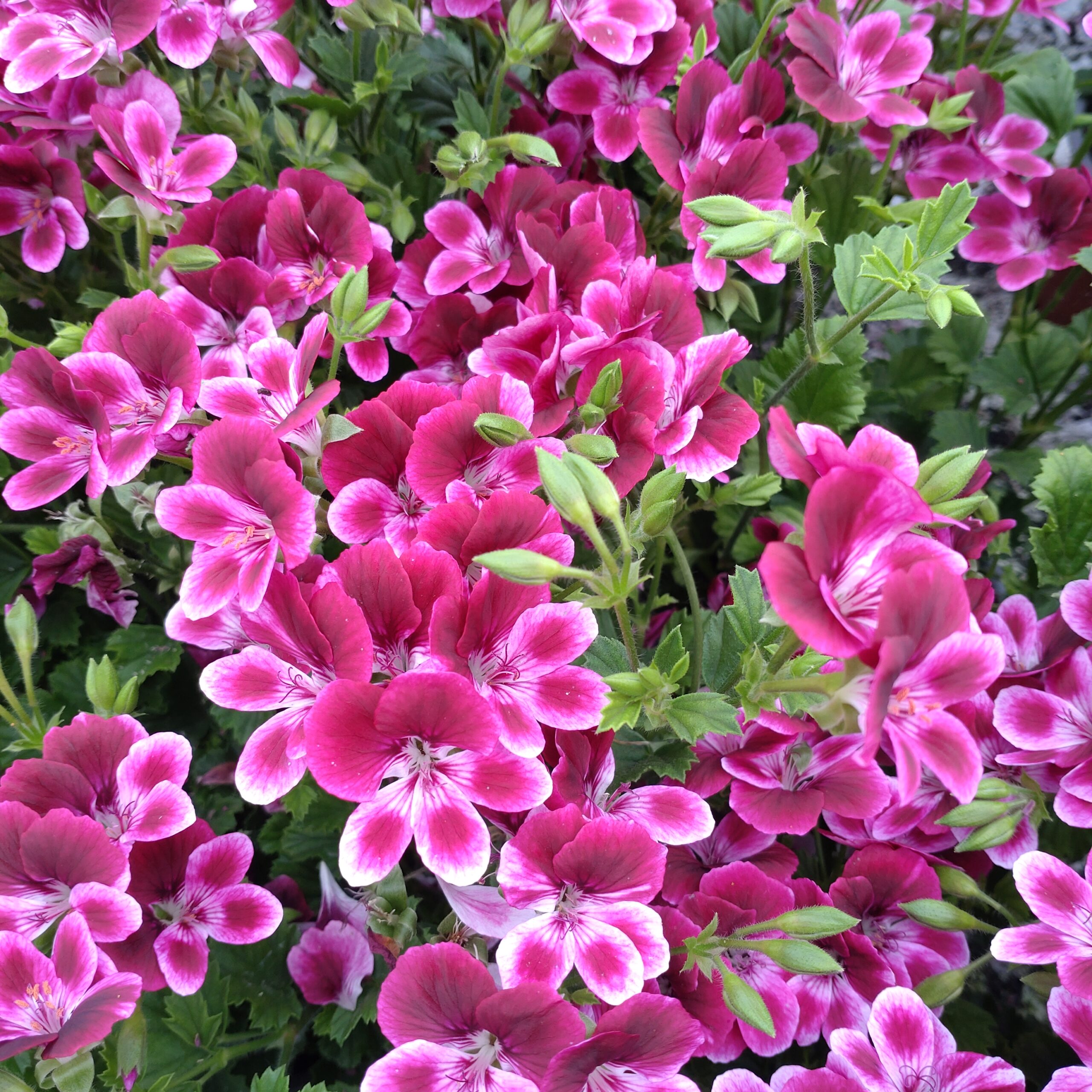 Pelargonium x grandiflorum (Engelsk Pelargonie)
