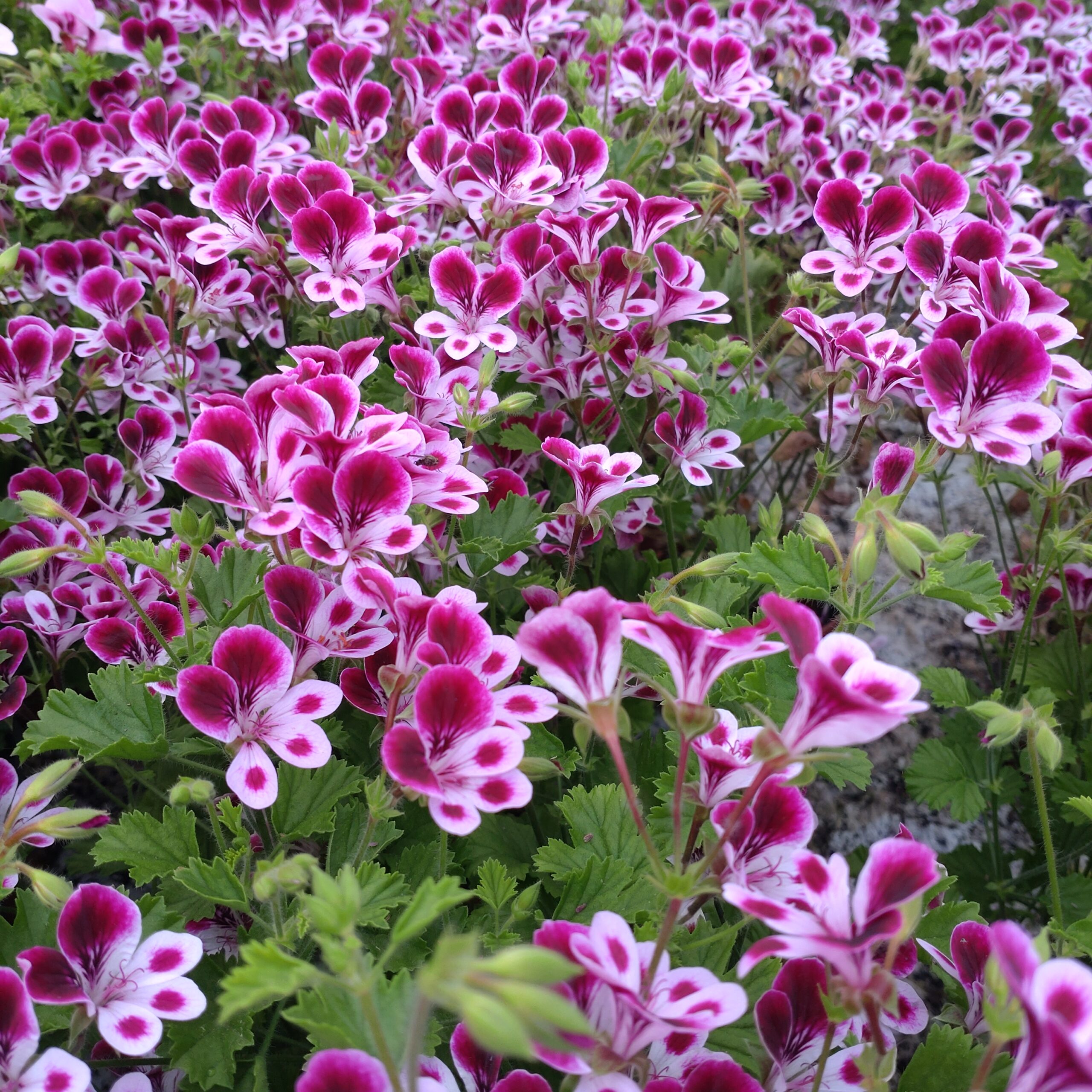 Pelargonium x grandiflorum (Engelsk Pelargonie)
