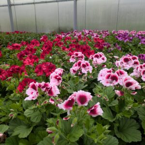 Pelargonium x grandiflorum (Engelsk Pelargonie)