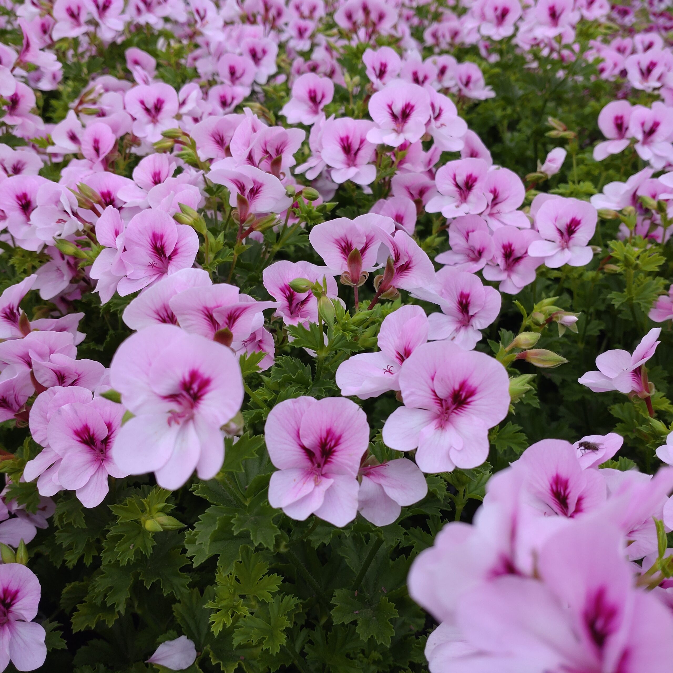 Pelargonium x grandiflorum (Engelsk Pelargonie)