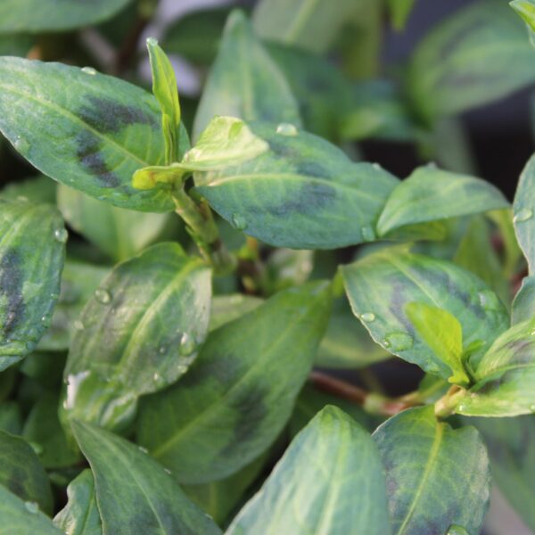 Persicaria odorata ‘Vietnamese Coriander’ (Vietnamesisk Koriander)