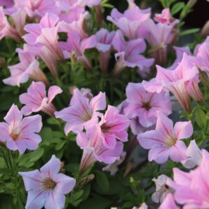Petunia x hybrida ‘Littletunia’ (Småblomstret Hænge Petunia)