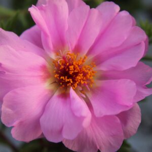 Portulaca grandiflora (Portulak)