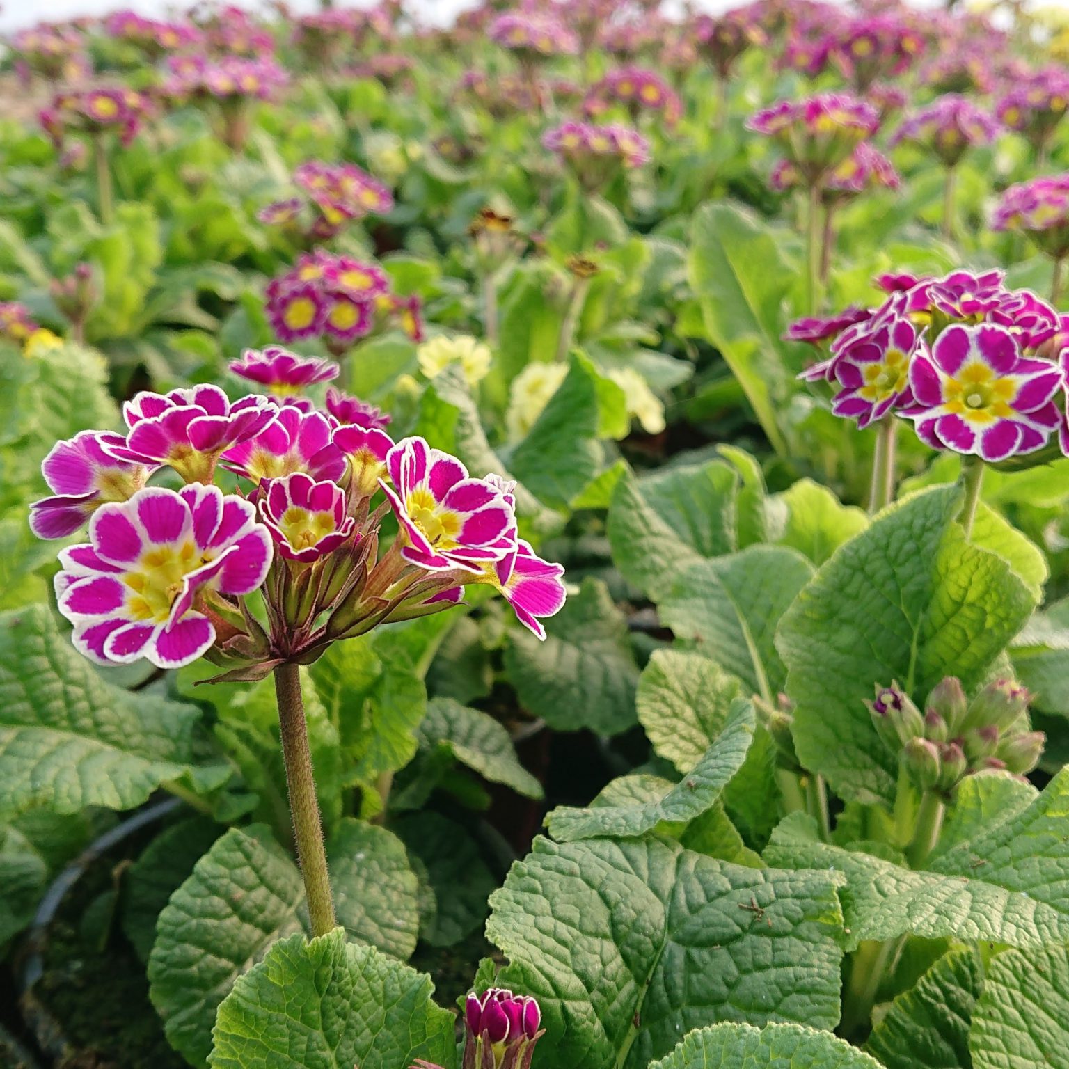Primula veris 'Little Queen' (Haveprimula / Hulkravet Kodriver ...