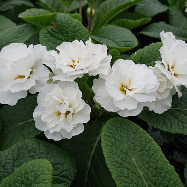 Primula vulgaris ‘Queen’ (Dobbelt Primula)