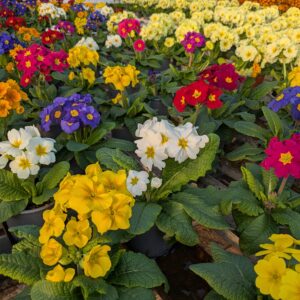 Primula elatior 'Cressendo' (Haveprimula)