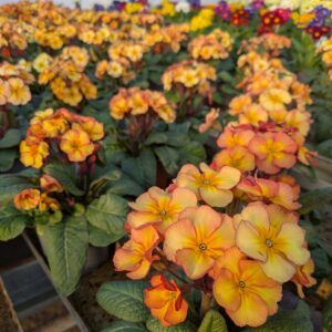 Primula elatior 'Gold Nugget Apricot' (Haveprimula)