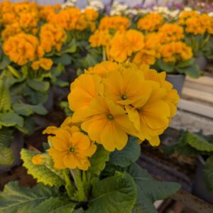 Primula elatior ‘Sibel’ (Haveprimula Fladkravet kodriver)