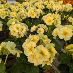 Primula elatior ‘Sibel’ (Haveprimula Fladkravet kodriver)