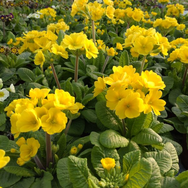 Primula officinalis 'Lemon' (Haveprimula)