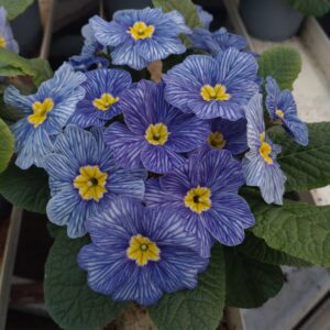 Primula vulgaris 'Delft' (Alm. Kodriver)