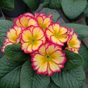 Primula vulgaris 'Scentsation Red cream' (Alm. kodriver)
