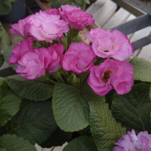 Primula vulgaris 'Suze' (Dobbelt Primula)