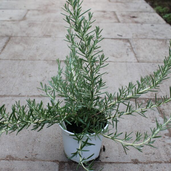 Rosmarinus officinalis ‘Foxtail’ (Rosmarin)