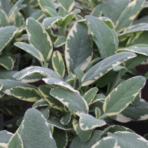 Salvia officinalis ‘Bergarten Variegated’ (Salvie)