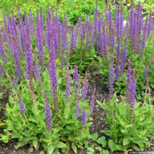 Salvia nemorosa 'Ostfriesland' (Staudesalvie)