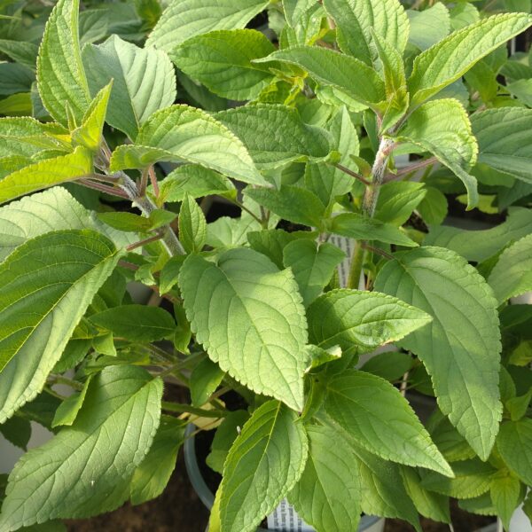 Salvia elegans ‘Scarlet Pineapple’ (Ananassalvie)