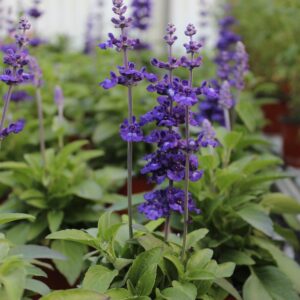 Salvia hybrida ‘Mystic Spires’ (Storblomstret Blå Salvie)