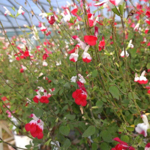 Salvia microphylla 'Hot Lips' (Solbærsalvie)