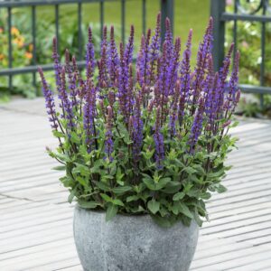 Salvia nemorosa ‘Caradonna Compact’ (Staudesalvie)