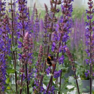 Salvia nemorosa 'Caradonna Compact' (Staudesalvie)