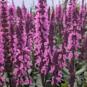 Salvia nemorosa ‘Midnight Rose’ (Staudesalvie)