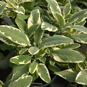 Salvia officinalis 'Bergarten Variegated' (Salvie)